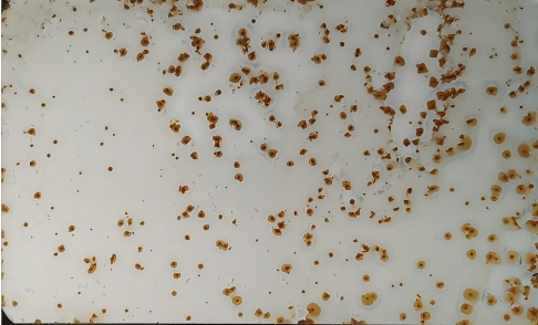 漆膜点蚀缺陷